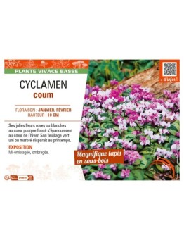 CYCLAMEN COUM