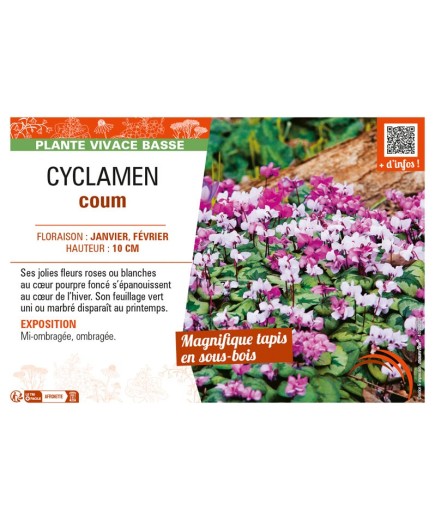 CYCLAMEN COUM