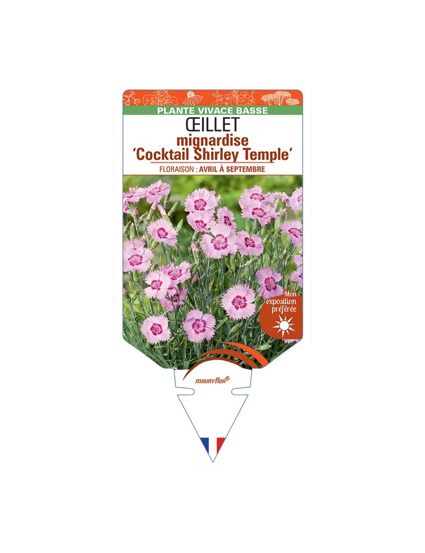 DIANTHUS plumarius Cocktail Shirley Temple voir Œillet mignardise