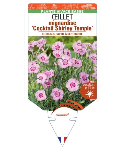 DIANTHUS plumarius Cocktail Shirley Temple voir Œillet mignardise