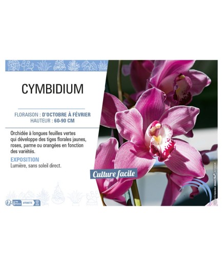 CYMBIDIUM (Orchidée rose)