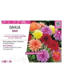 DAHLIA HAUT
