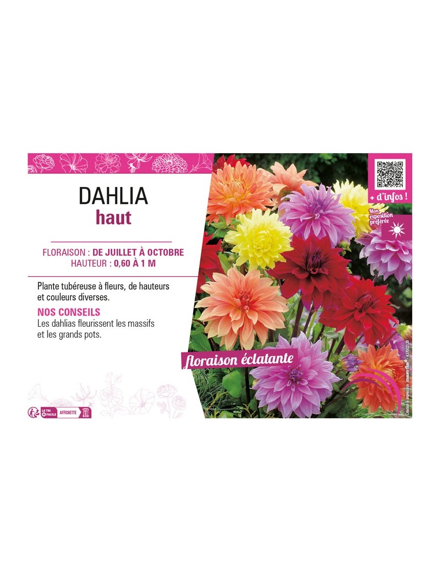 DAHLIA HAUT