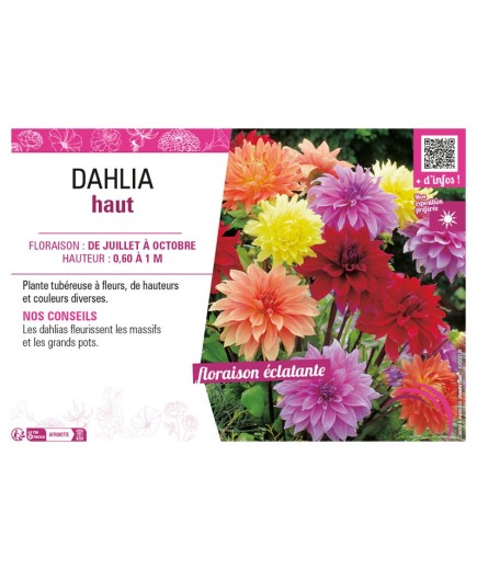 DAHLIA HAUT