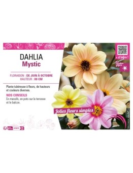 DAHLIA MYSTIC