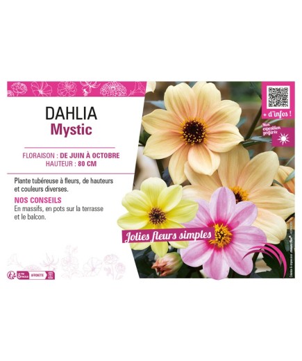 DAHLIA MYSTIC