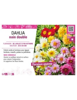 DAHLIA NAIN DOUBLE (varié)