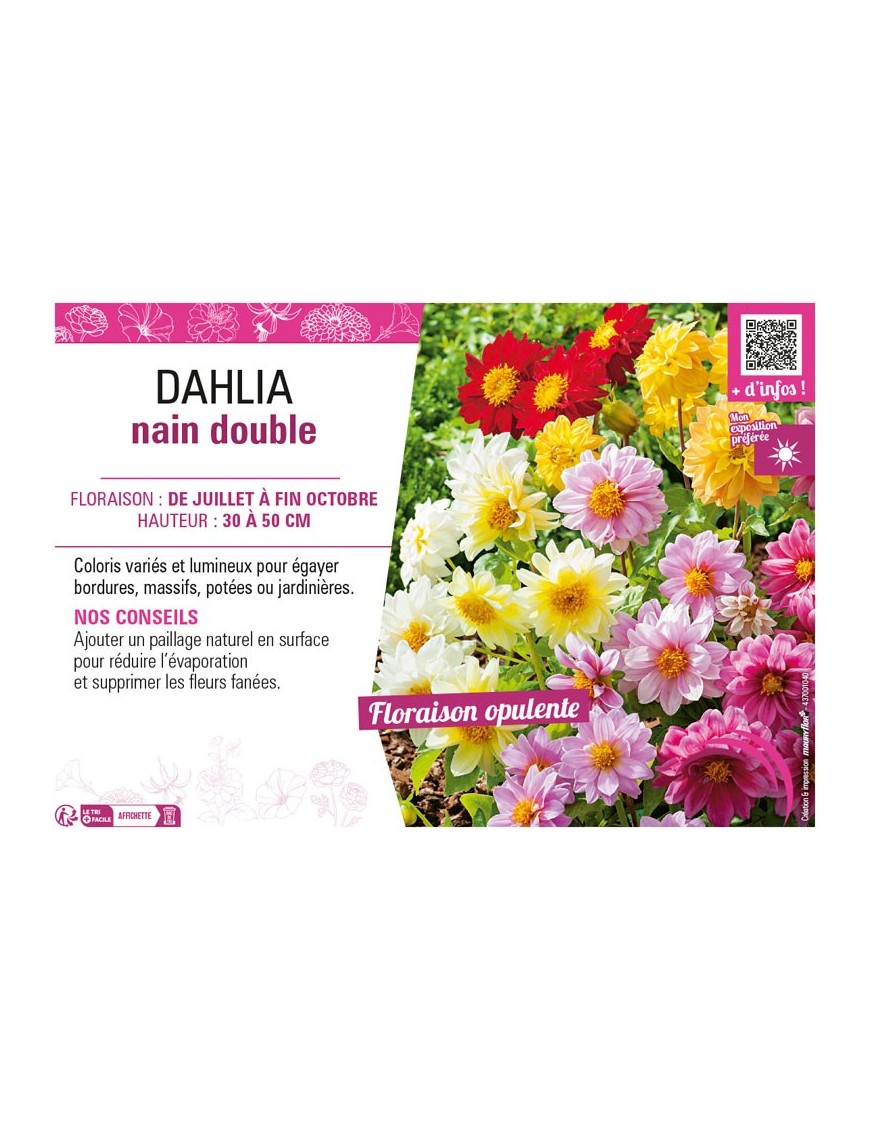 DAHLIA NAIN DOUBLE (varié)