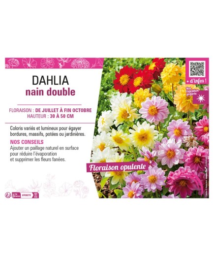 DAHLIA NAIN DOUBLE (varié)