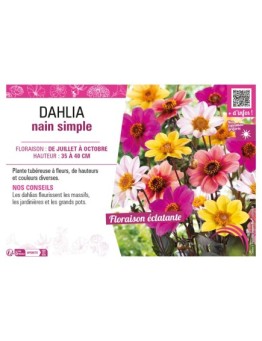 DAHLIA NAIN SIMPLE (varié)