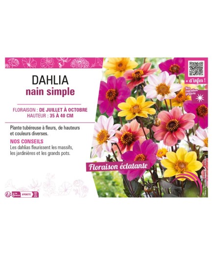 DAHLIA NAIN SIMPLE (varié)