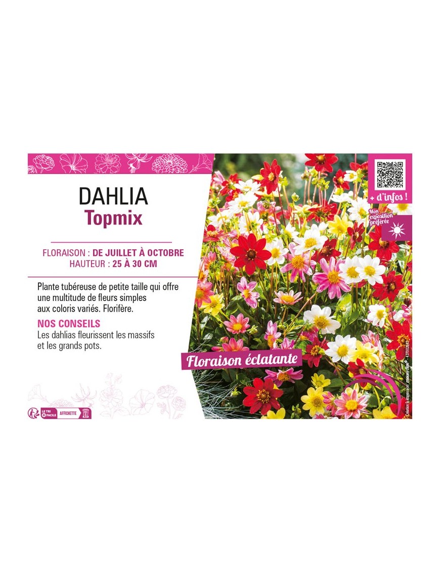 DAHLIA TOPMIX (varié)