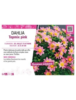 DAHLIA TOPMIX PINK
