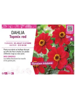 DAHLIA TOPMIX RED