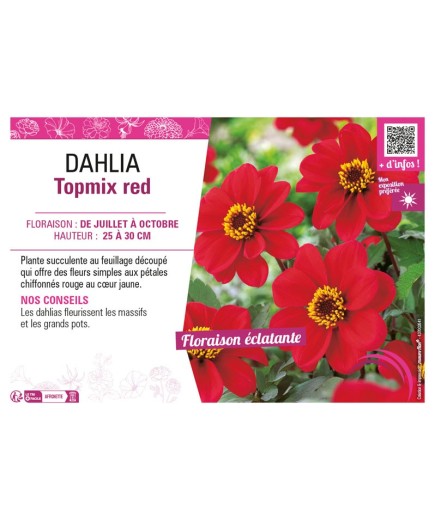 DAHLIA TOPMIX RED