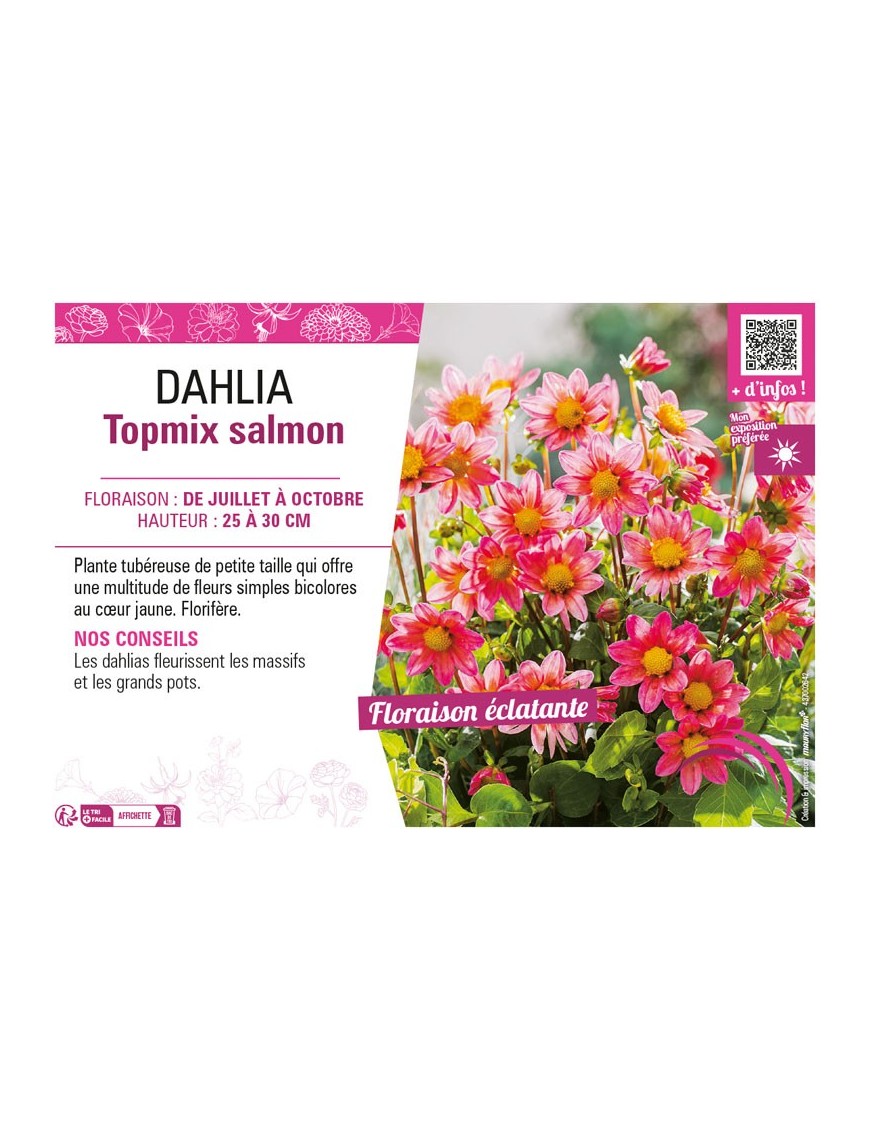 DAHLIA TOPMIX SALMON