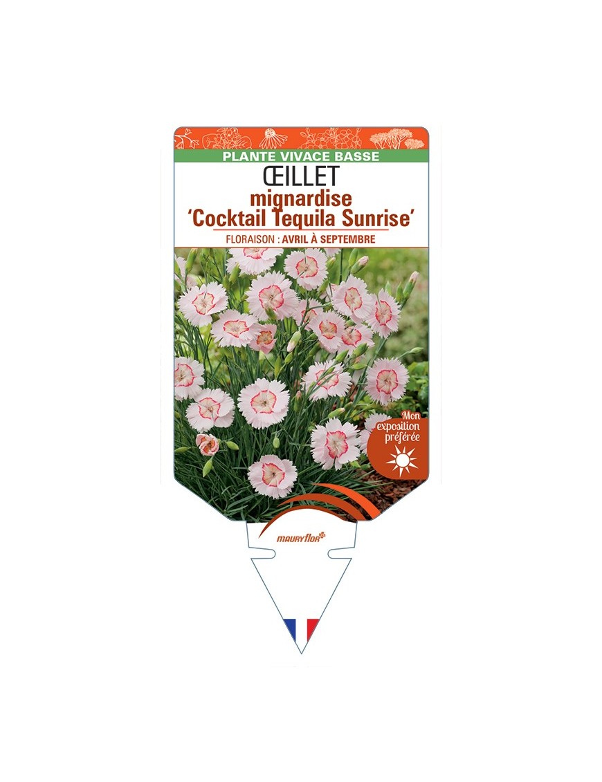 DIANTHUS plumarius Cocktail Tequila Sunrise voir Œillet mignardise