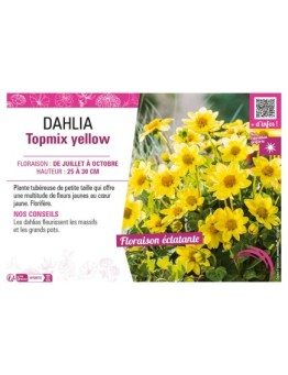 DAHLIA TOPMIX YELLOW