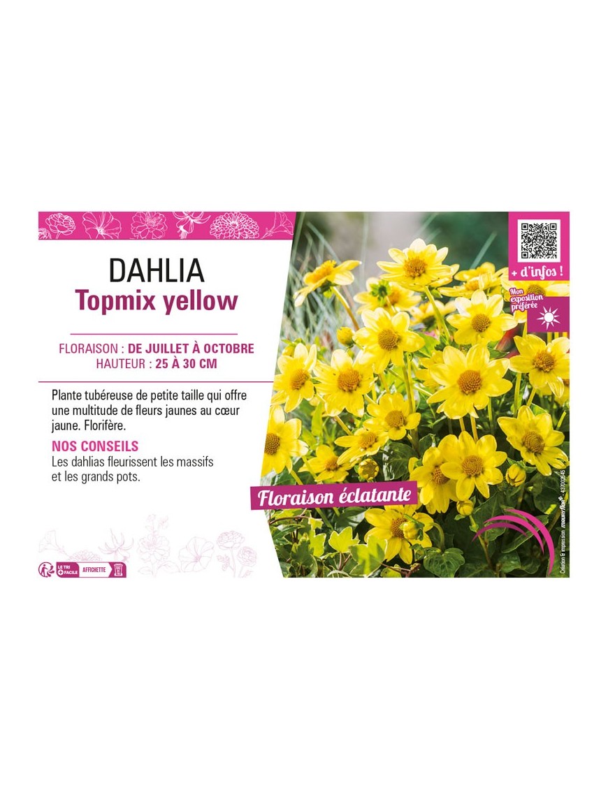 DAHLIA TOPMIX YELLOW