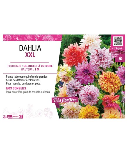 DAHLIA XXL