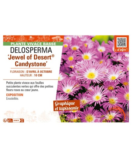 DELOSPERMA Jewel of Desert Candystone