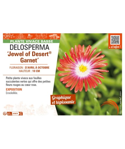 DELOSPERMA Jewel of Desert Garnet
