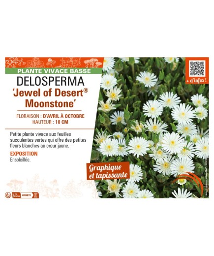 DELOSPERMA Jewel of Desert Moonstone