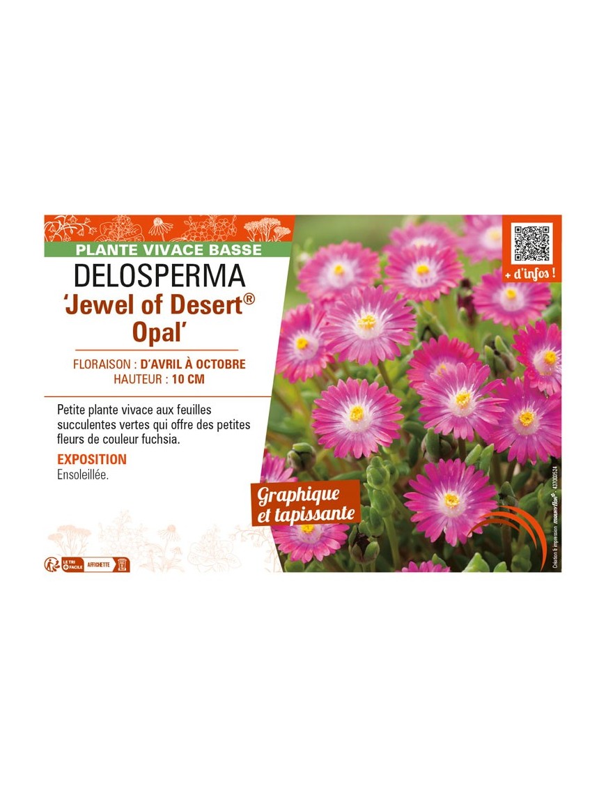 DELOSPERMA Jewel of Desert Opal