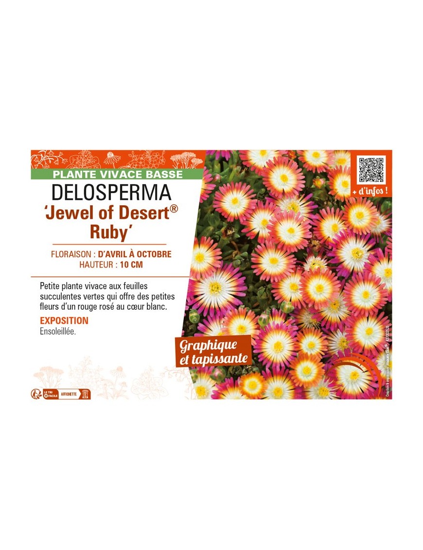 DELOSPERMA Jewel of Desert Ruby