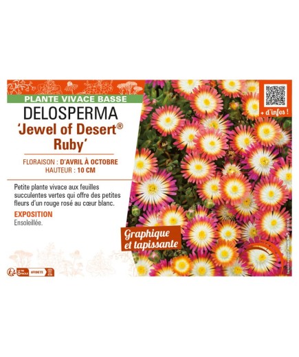 DELOSPERMA Jewel of Desert Ruby