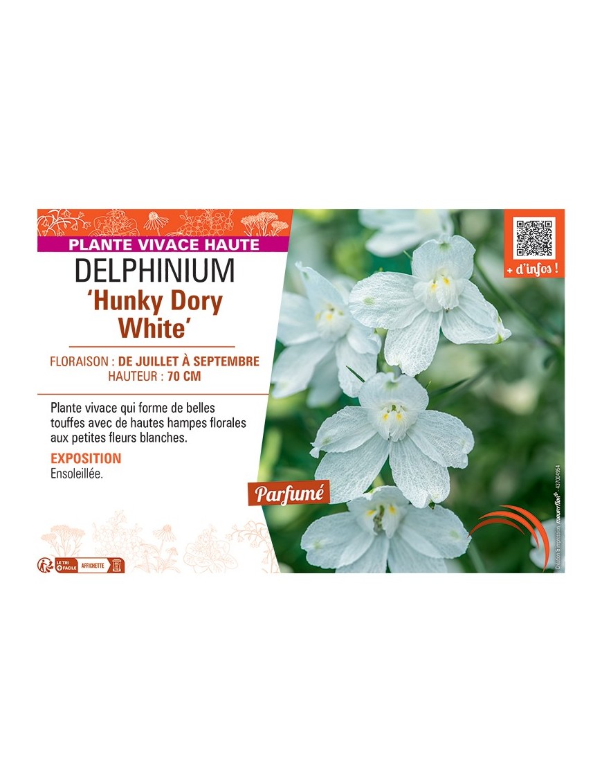DELPHINIUM ‘Hunky Dory White’