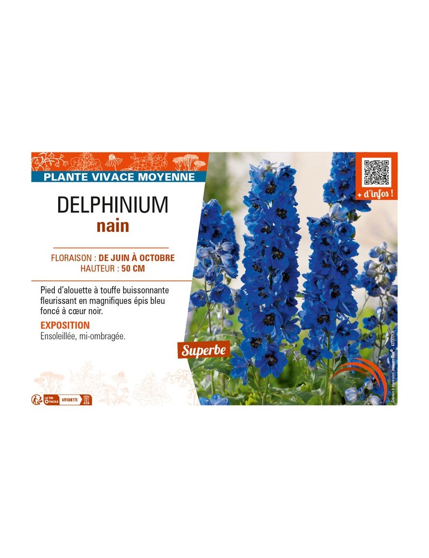 DELPHINIUM nain (bleu foncé cœur noir)