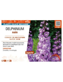 DELPHINIUM nain (rose foncé cœur blanc)