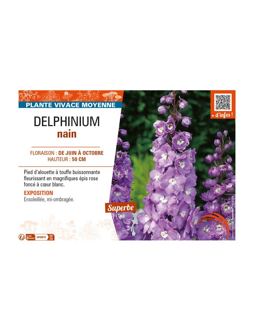 DELPHINIUM nain (rose foncé cœur blanc)