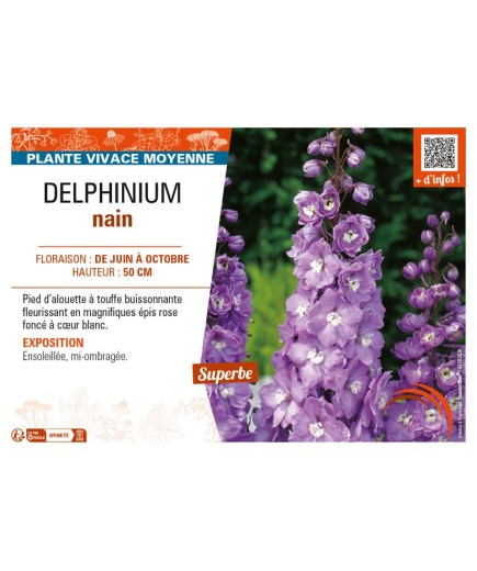 DELPHINIUM nain (rose foncé cœur blanc)
