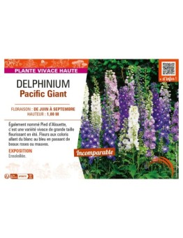 DELPHINIUM PACIFIC GIANT (varié)