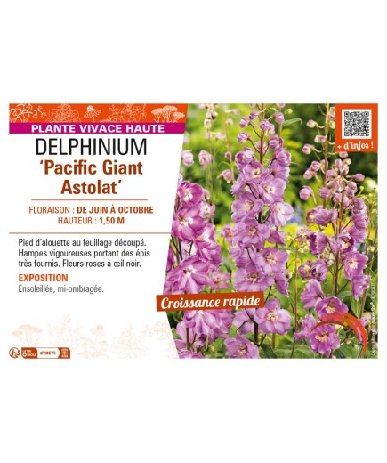 DELPHINIUM Pacific Giant Astolat