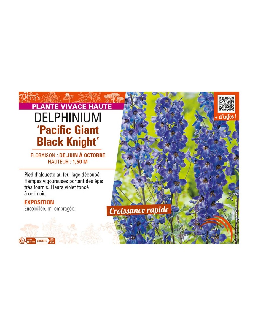 DELPHINIUM Pacific Giant Black Knight