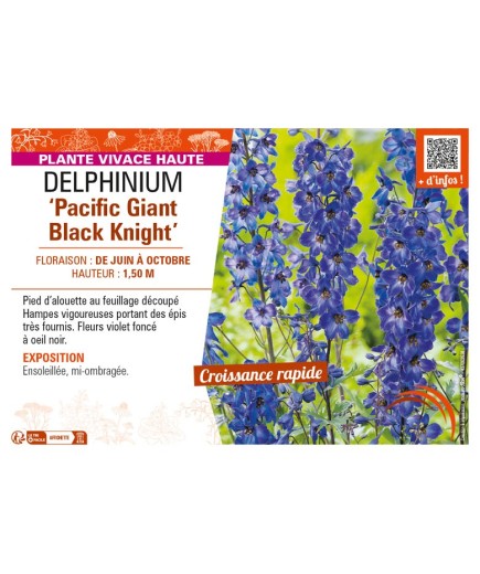 DELPHINIUM Pacific Giant Black Knight