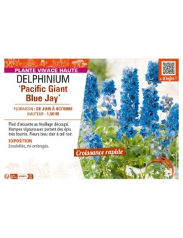DELPHINIUM Pacific Giant Blue Jay
