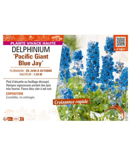 DELPHINIUM Pacific Giant Blue Jay