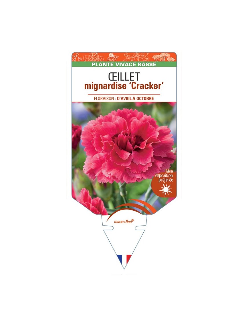 DIANTHUS plumarius Cracker voir Œillet mignardise