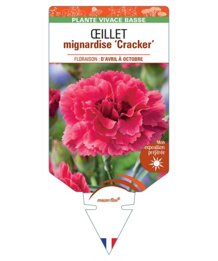 DIANTHUS plumarius Cracker voir Œillet mignardise