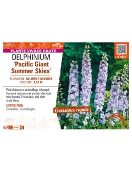 DELPHINIUM Pacific Giant Summer Skies