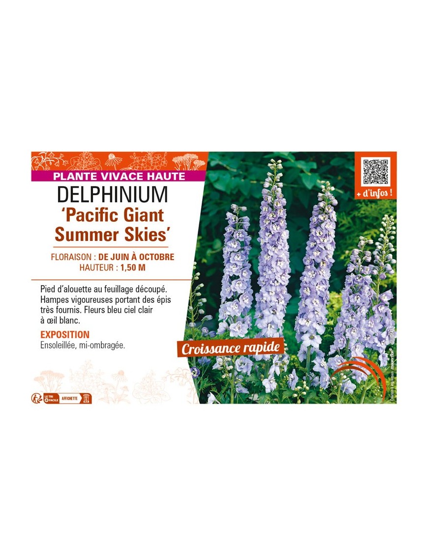 DELPHINIUM Pacific Giant Summer Skies