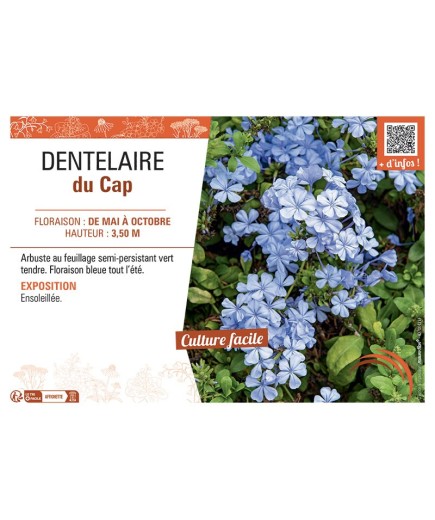 DENTELAIRE du Cap