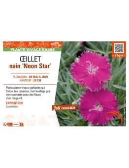 DIANTHUS alpinus Neon Star voir ŒILLET nain