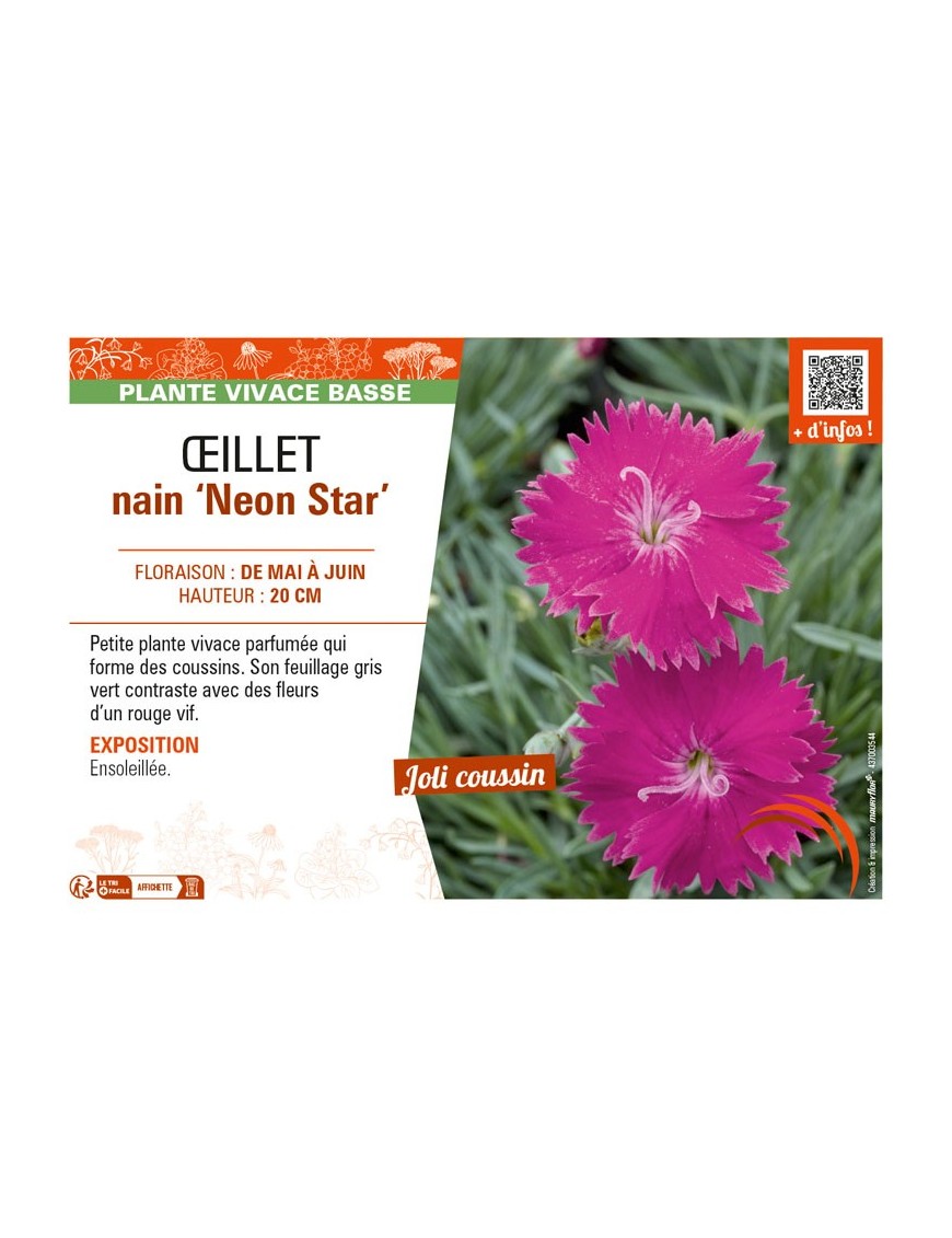 DIANTHUS alpinus Neon Star voir ŒILLET nain