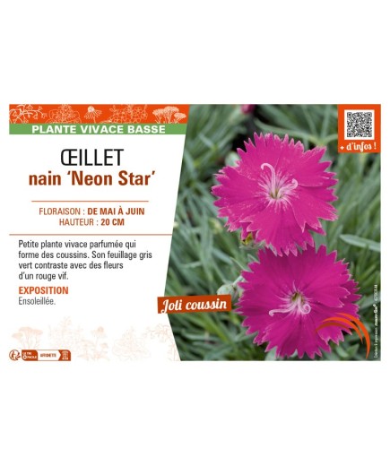 DIANTHUS alpinus Neon Star voir ŒILLET nain