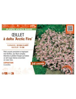 DIANTHUS deltoides Arctic Fire voir ŒILLET à delta